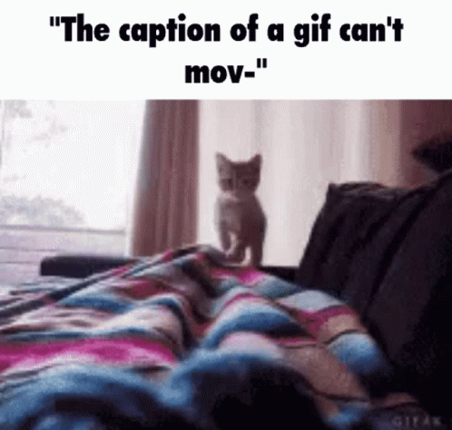 A Kitten Is Standing On Top Of A Bed With A Caption That Says `` The Caption Of A Gif Can 'T Move '' GIF