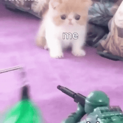 A Kitten Is Walking On A Purple Carpet Next To A Toy Soldier And A Green Bottle . GIF