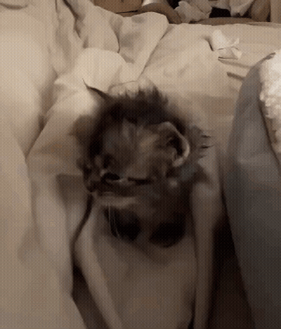 A Kitten Laying On A Bed With A White Blanket GIF