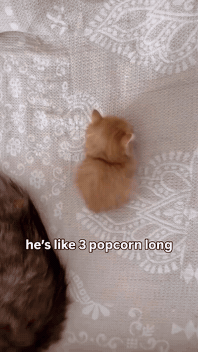 a kitten laying on a bed with the words he 's like 3 popcorn long