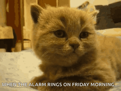 A Kitten Laying On A Bed With The Words " When The Alarm Rings On Friday Morning " Written Below It GIF