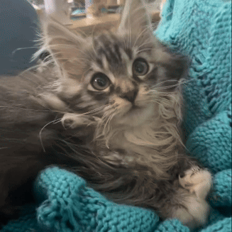 A Kitten Laying On A Blue Knitted Blanket GIF