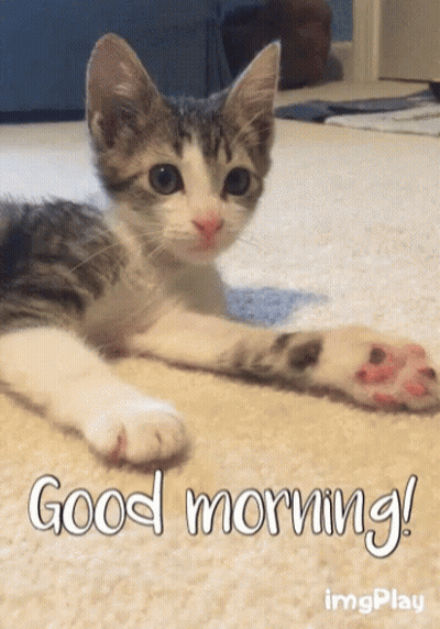 A Kitten Laying On A Carpet With The Words Good Morning Written Below It GIF
