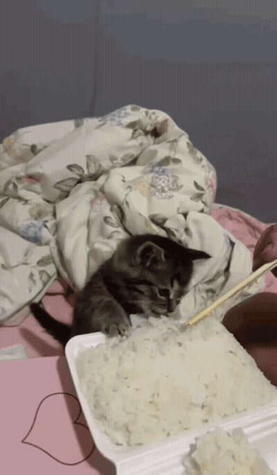 A Kitten Laying On A Pile Of Rice With Chopsticks GIF