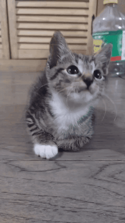 A Kitten Laying On A Wooden Floor With A Bottle Of Sprite In The Background GIF