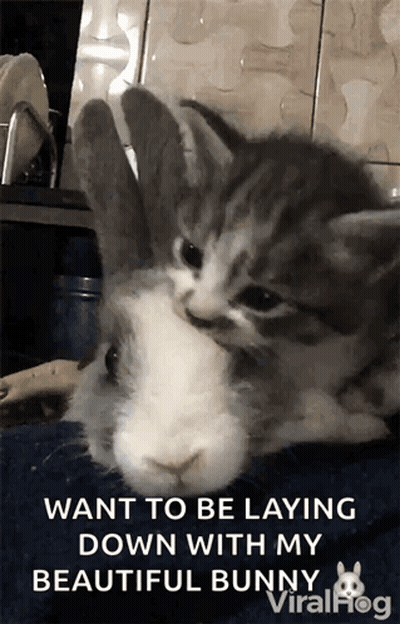 A Kitten Laying On Top Of A Bunny With A Caption That Says " Want To Be Laying Down With My Beautiful Bunny " GIF
