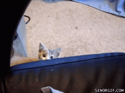 A Kitten Peeking Out From Behind A Blue Couch With Senorgif.com Written On The Bottom GIF