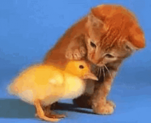 A Kitten Petting A Small Yellow Duck On A Blue Surface GIF