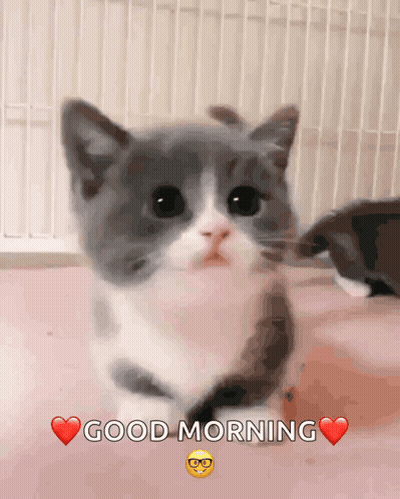 A Kitten Says Good Morning With A Heart In The Corner GIF
