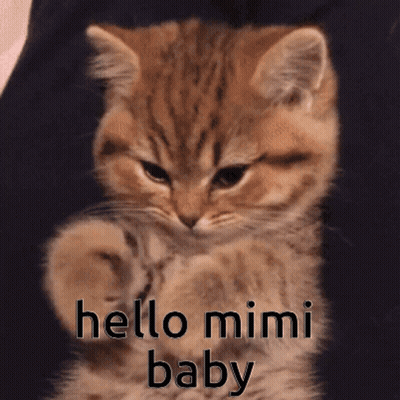 A Kitten Says Hello Mimi Baby On Its Face GIF