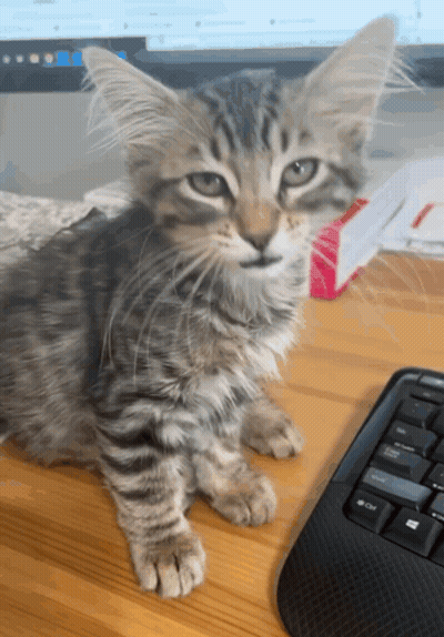 A Kitten Sits On A Desk Next To A Computer Keyboard GIF