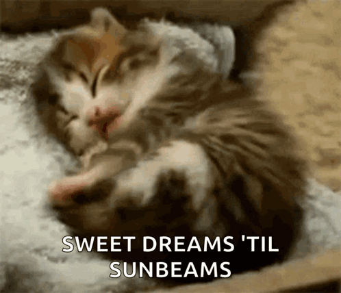 A Kitten Sleeping On A Pillow With The Words Sweet Dreams Til Sunbeams GIF