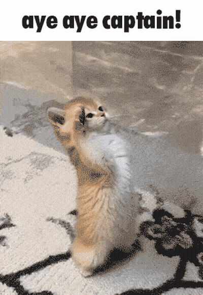 A Kitten Standing On Its Hind Legs With The Words Aye Aye Captain Written Above It GIF