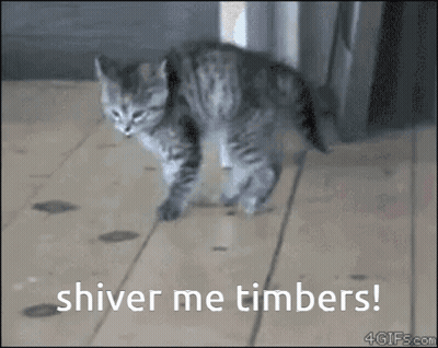 A Kitten Walking On A Wooden Floor With The Words Shiver Me Timbers GIF