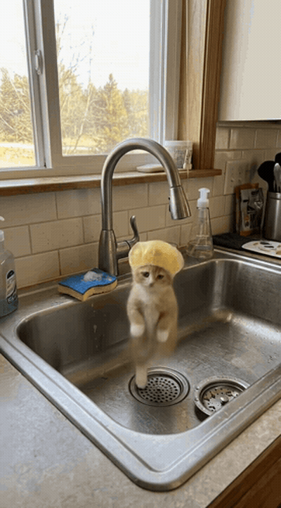 A Kitten Wearing A Sponge Hat Is Standing In A Sink GIF