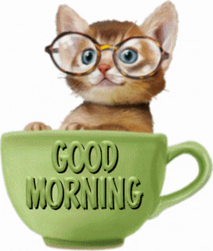 A Kitten Wearing Glasses Is Sitting In A Cup That Says Good Morning GIF
