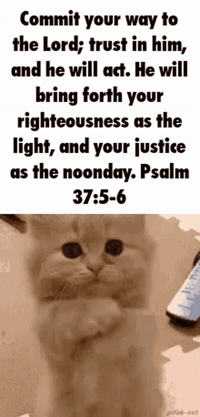 A Kitten With A Bible Verse On It Is Sitting On A Table . GIF