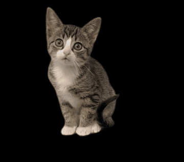 A Kitten With A Black Background Looks Up At The Camera GIF