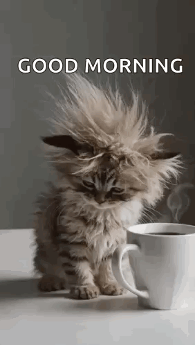 Messy-Haired Kitten Sitting Next To Coffee GIF