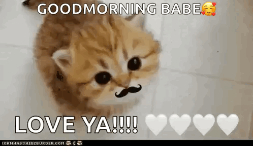 A Kitten With A Mustache Says Goodmorning Babe Love Ya GIF