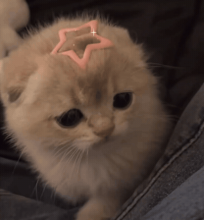 A Kitten With A Pink Star On Its Head Looks At The Camera GIF