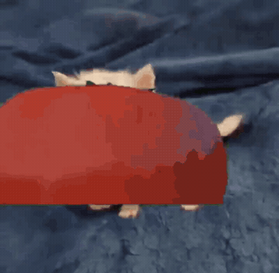 A Kitten With A Red Ball On Its Head GIF