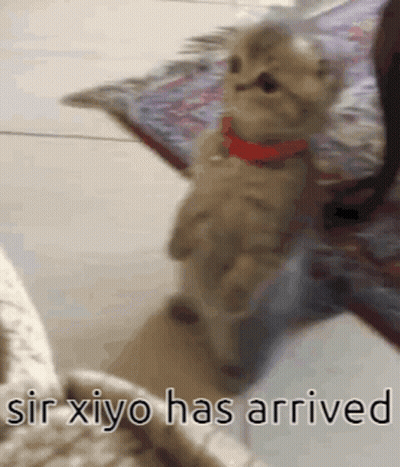 A Kitten With A Red Collar Is Standing On Its Hind Legs With The Words Sir Xiyo Has Arrived Below It GIF