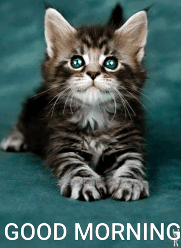 A Kitten With Blue Eyes Is On A Blue Background With The Words " Good Morning " Below It GIF