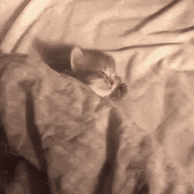 A Kitten Wrapped In A Blanket Is Sleeping On A Bed GIF