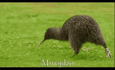 A Kiwi Bird Is Running Through A Grassy Field With The Word Mwojdzo Written In White GIF