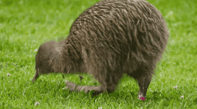 A Kiwi Bird Is Standing In The Grass With A Pink Stripe On Its Leg GIF