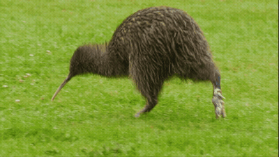 A Kiwi Bird Is Walking Across A Grass Field GIF