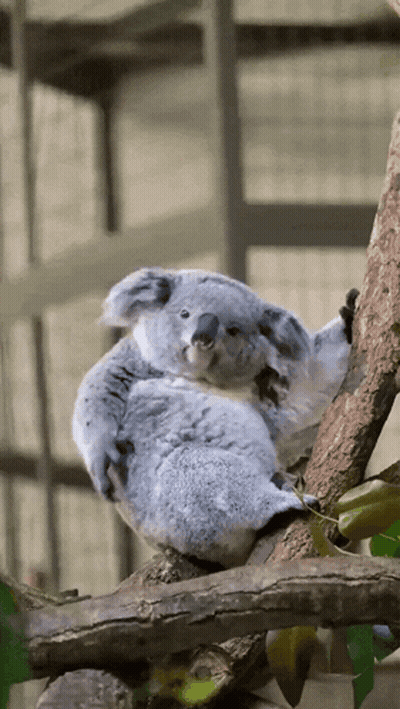 A Koala Bear Sitting On A Tree Branch With Its Paws On Its Head GIF