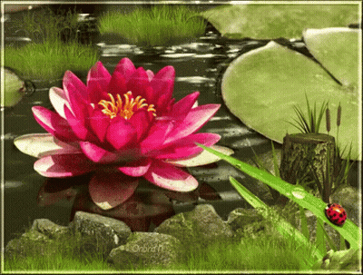 A Ladybug Is Sitting Next To A Pink Water Lily GIF
