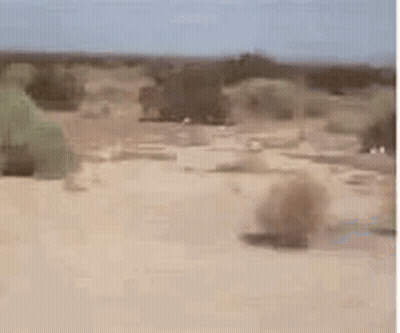 A Landscape Of A Desert With Trees And Bushes In The Background . GIF
