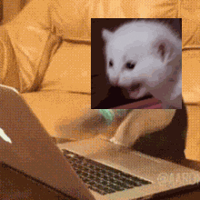 A Laptop With A Picture Of A Kitten On It GIF