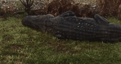 A Large Alligator Is Laying Down In The Grass GIF