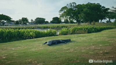 A Large Alligator Is Laying On A Grassy Field With A Youtube Originals Logo In The Corner GIF