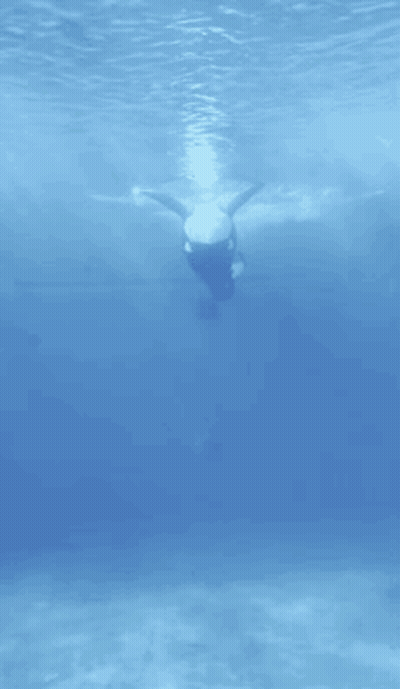 A Large Black And White Whale Is Swimming In The Water GIF