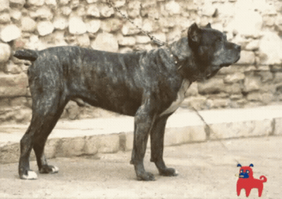 A Large Black Dog On A Chain Standing In Front Of A Rock Wall GIF