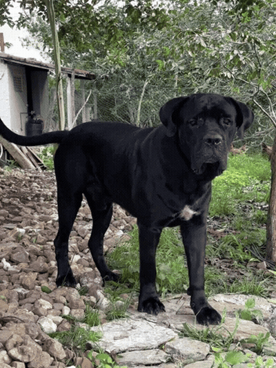 A Large Black Dog With A White Spot On Its Chest GIF