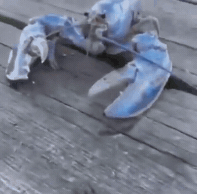 A Large Blue Lobster Is Sitting On A Wooden Table . GIF