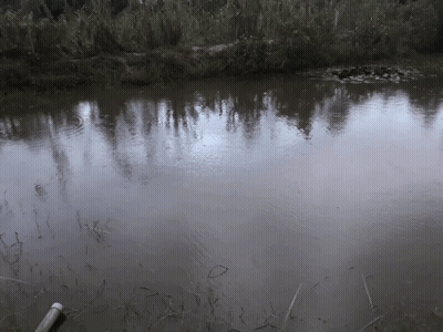 A Large Body Of Water Surrounded By Trees And Grass GIF