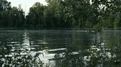 A Large Body Of Water Surrounded By Trees With A Watermark That Says ' Brooklyn ' On The Bottom GIF