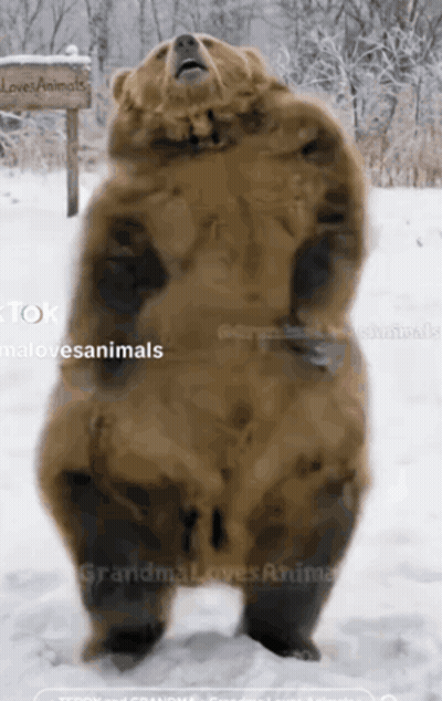A Large Brown Bear Standing In The Snow With A Sign That Says Loves Animals GIF