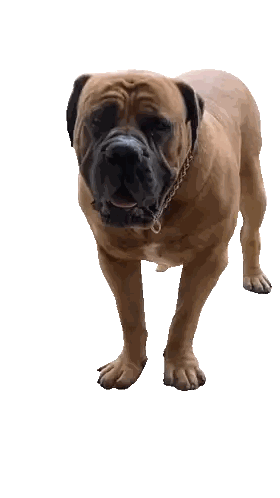 A Large Brown Dog With A Black Collar Is Standing On A White Background Sticker