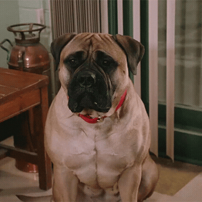 A Large Brown Dog With A Red Collar Is Sitting On The Floor GIF