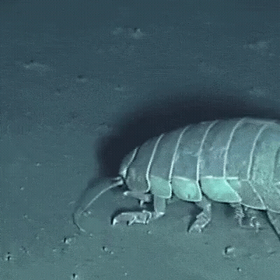 A Large Bug Is Crawling On The Ground In The Dark GIF