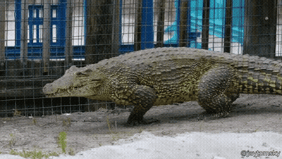 A Large Crocodile Is In A Fenced In Area And The Photo Was Taken By Jay Thomasky GIF