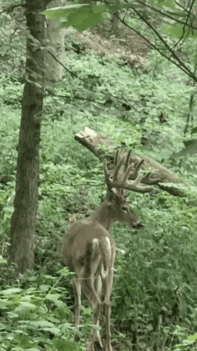 A Large Deer Standing In The Woods With A Tree Branch On Its Back GIF